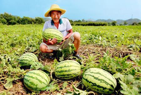 路边吃瓜温馨瞬间,温情瞬间定格