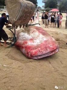 福建渔民吃瓜事件,一场引发社会关注的争议