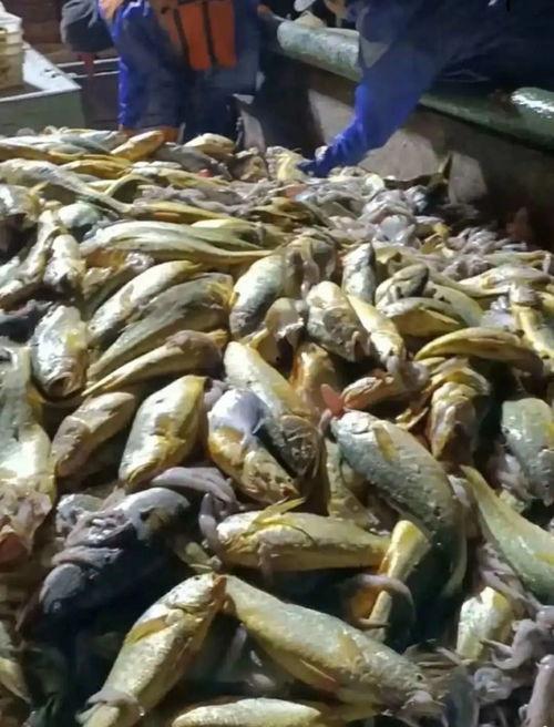 福建渔民吃瓜事件,一场引发社会关注的争议