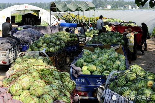 汕职操场吃瓜,一场别开生面的“吃瓜”盛宴