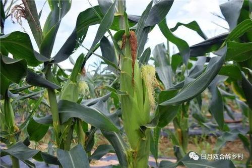 槐泗吃瓜,夏日吃瓜盛宴，邻里共享欢乐时光