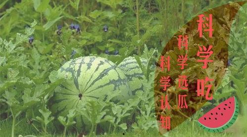 做个诗词吃瓜群众,做个吃瓜群众的诗意人生