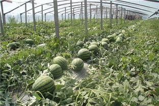 青岛吃瓜聚集地,瓜果飘香，味蕾盛宴