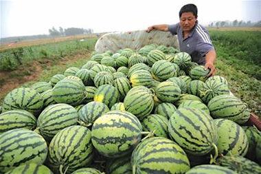青岛吃瓜聚集地,瓜果飘香，味蕾盛宴