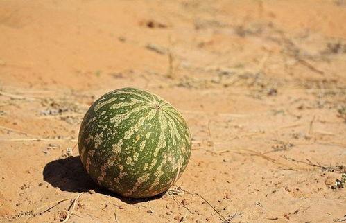 不能随便吃瓜,理性看待网络信息，守护个人隐私