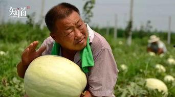 河北吃瓜完整视频,一场全民热议的视觉盛宴