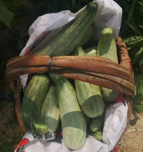 吃瓜带货女,揭秘吃瓜女生的带货魅力