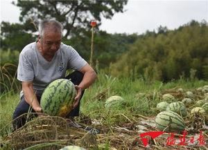 老吃瓜群众视频,视频背后的趣味与真相