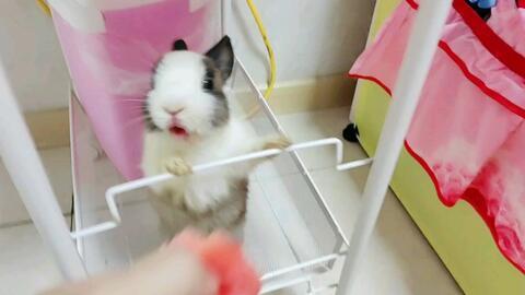 皮皮吃瓜视频,揭秘娱乐圈幕后故事