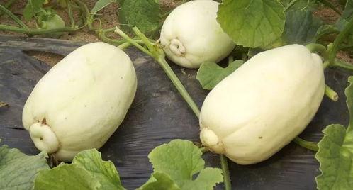 小银酱吃瓜,揭秘娱乐圈那些不为人知的幕后故事