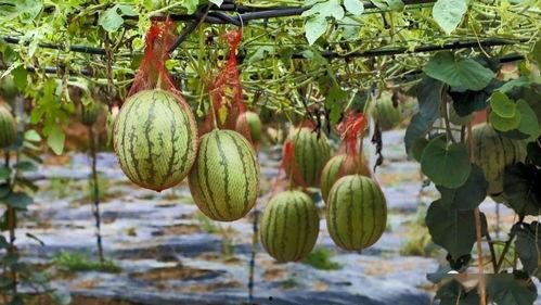 大里村吃瓜,一场别开生面的吃瓜盛宴