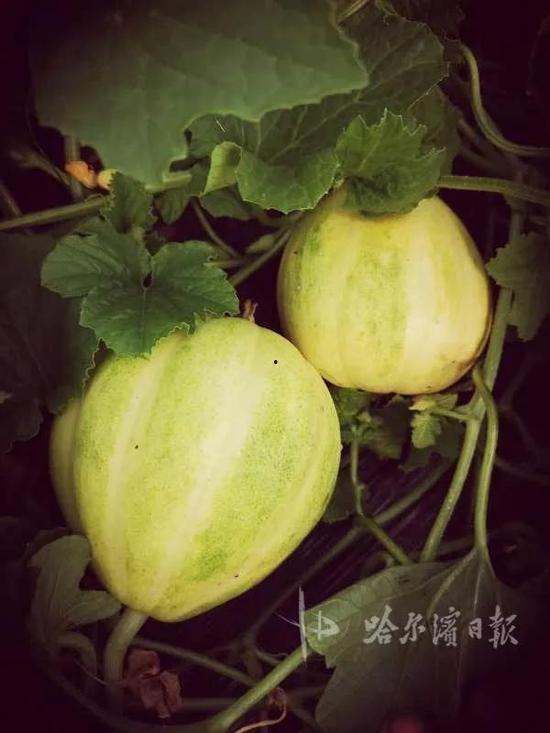 头茬瓜怎么吃,探索初夏时令佳肴的烹饪艺术