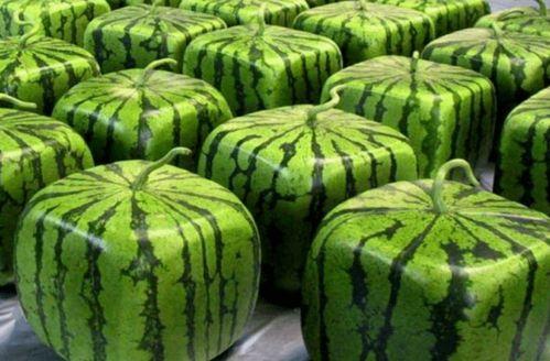 吃瓜会发热吗,揭秘吃瓜为何会发热