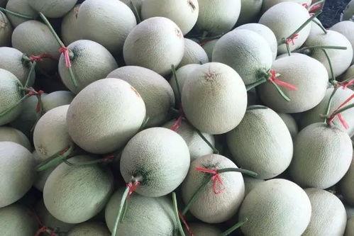 保胎可以吃蜜瓜吗,孕妇保胎期间的理想水果选择？