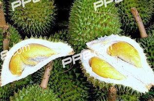 吃生瓜榴莲,独特风味与营养的完美结合