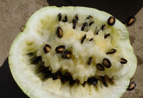 籽瓜几月吃,夏季美味新选择