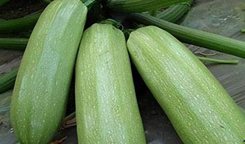 9号瓜怎么吃,解锁美味新体验