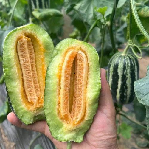 9号瓜怎么吃,解锁美味新体验