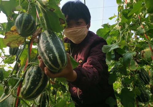 镇长下地摘瓜吃,下地摘瓜品尝田园滋味
