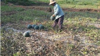镇长下地摘瓜吃,下地摘瓜品尝田园滋味