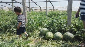 镇长下地摘瓜吃,下地摘瓜品尝田园滋味