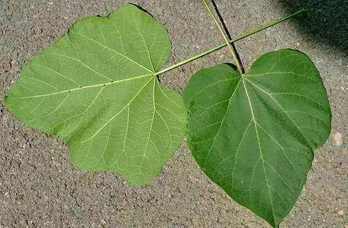 秋瓜叶怎么吃,探索秋季健康美食新选择