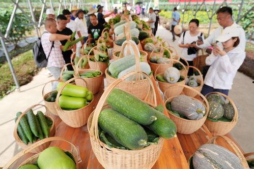 广州吃瓜墙投稿,揭秘城市生活百态的“民间窗口”