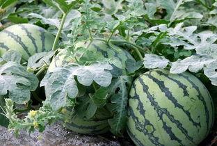 带你吃瓜全集鉴定