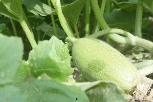 新疆贝贝吃瓜视频,一场别开生面的夏日盛宴