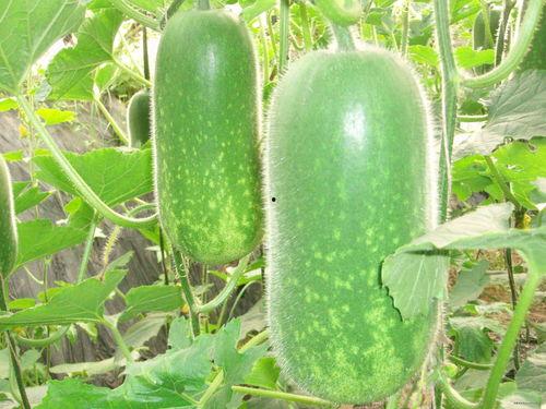 谢妹妹吃瓜记合集,娱乐圈幕后风云大揭秘