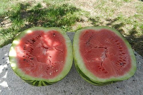 梦见在瓜地里吃瓜,瓜地寻味，瓜果飘香