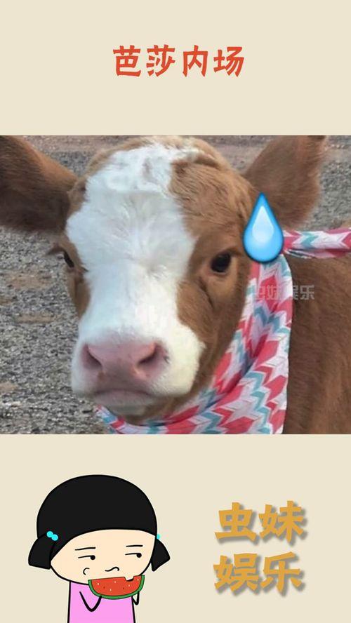 抖音吃瓜帅哥,揭秘网络红人的魅力与争议