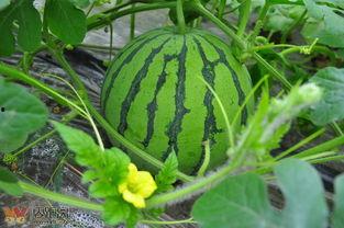 沙河河北铺吃瓜,夏日炎炎，吃瓜群众欢乐多