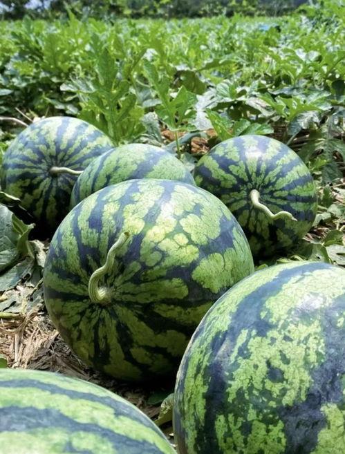 沙河河北铺吃瓜,夏日炎炎，吃瓜群众欢乐多