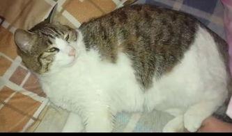 猫咪免费吃瓜视频,萌宠吃瓜视频萌翻网友