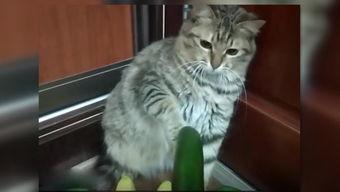 猫咪免费吃瓜视频,萌宠吃瓜视频萌翻网友