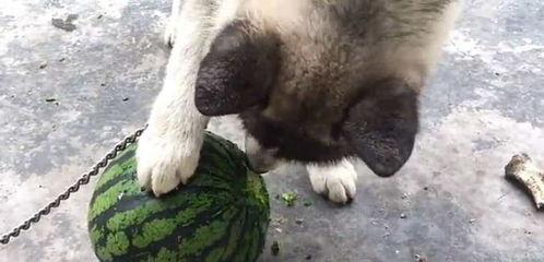 吃瓜dog,揭秘娱乐圈背后的那些事儿