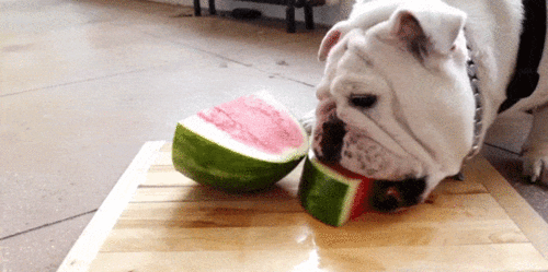 吃瓜dog,揭秘娱乐圈背后的那些事儿