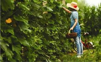 向前农场吃瓜视频,一场别开生面的吃瓜盛宴