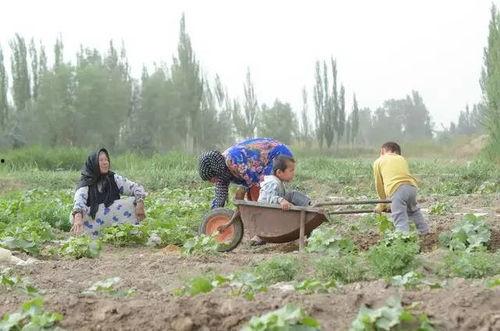 新疆和田吃瓜群众