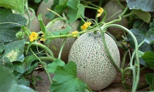 吃学习资料吃瓜