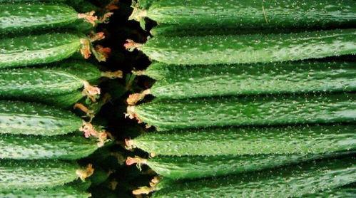 胜瓜和凉瓜一起吃,夏日清凉养生新主张