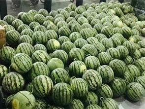 系瓜怎么吃,解锁传统美食新境界