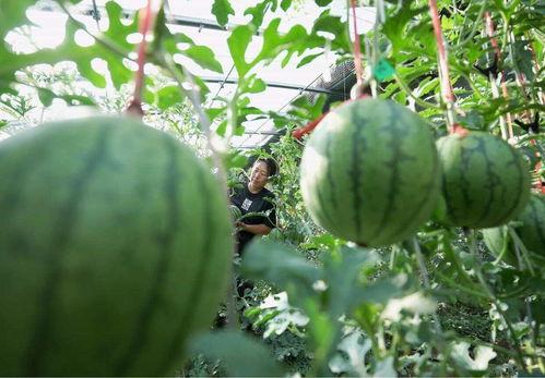 系瓜怎么吃,解锁传统美食新境界