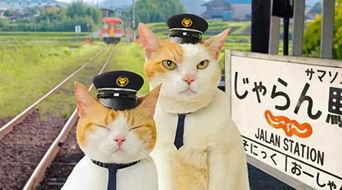 娱乐吃瓜喵a,揭秘娱乐圈那些不为人知的幕后故事