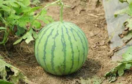 吃不熟的瓜,品味不熟瓜的独特风味