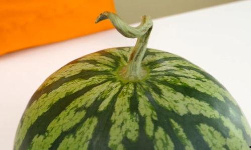 吃不熟的瓜,品味不熟瓜的独特风味