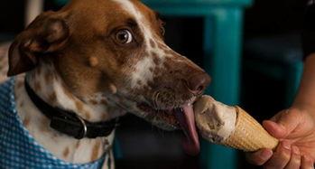 宠物带你吃瓜,一场别开生面的宠物美食之旅