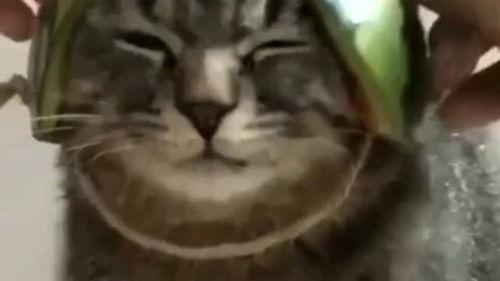 宠物带你吃瓜,一场别开生面的宠物美食之旅