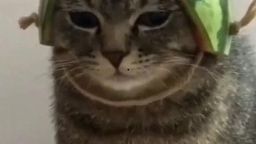 宠物带你吃瓜,一场别开生面的宠物美食之旅